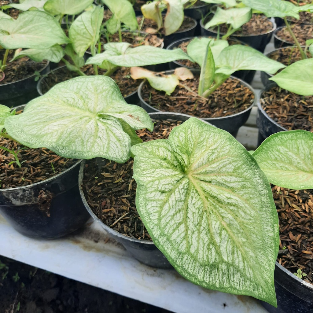 Caladium White Jaguar - Tanaman Hias Murah - Keladi Murah