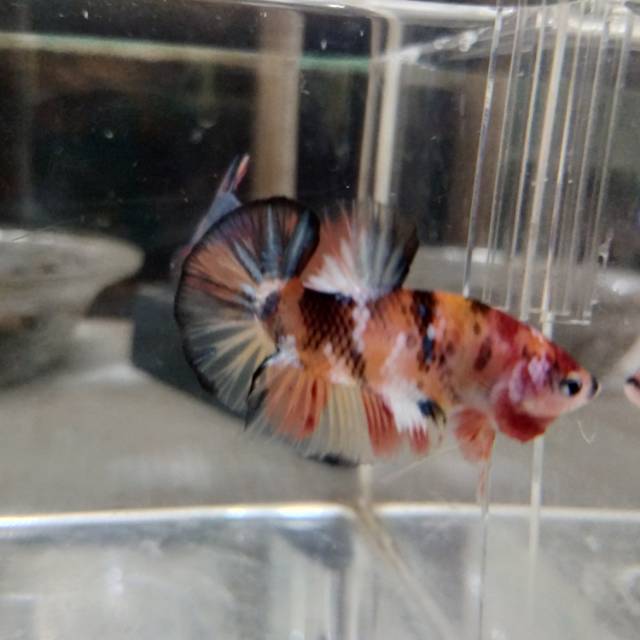 Nemo Pk galaxy multicolor dan  Giant