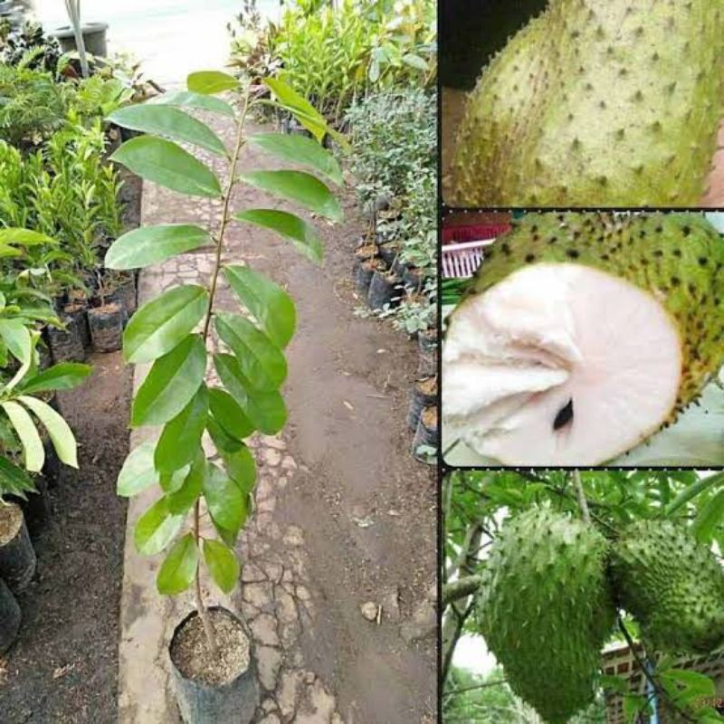 

Sirsak Madu Jumbo