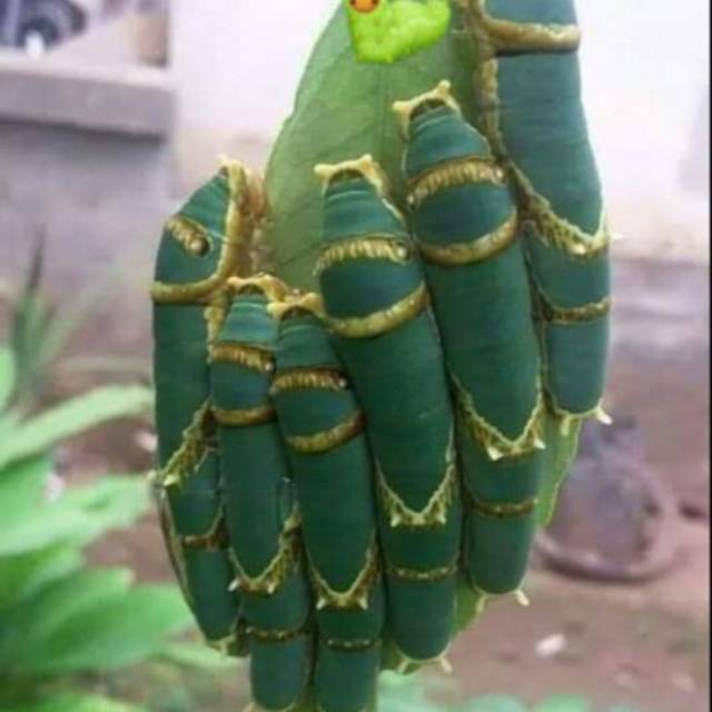 titisistikomah