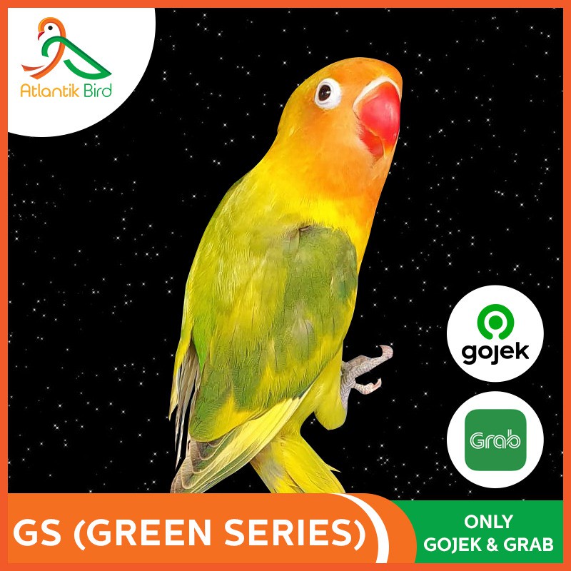 Burung Lovebird Pasjo Di 2021 Burung Warna Pastel Pastel