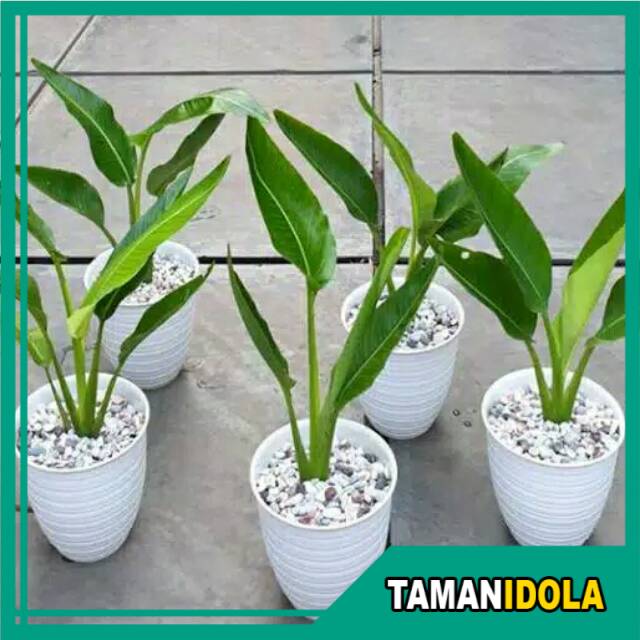 Tanaman Hias Pisang Kipas/ Calathea Kipas