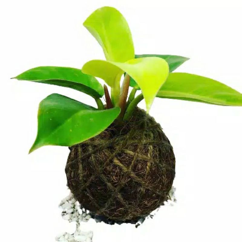 TANAMAN HIAS BUNGA PHILODENDRON MOONLIGHT |COD|