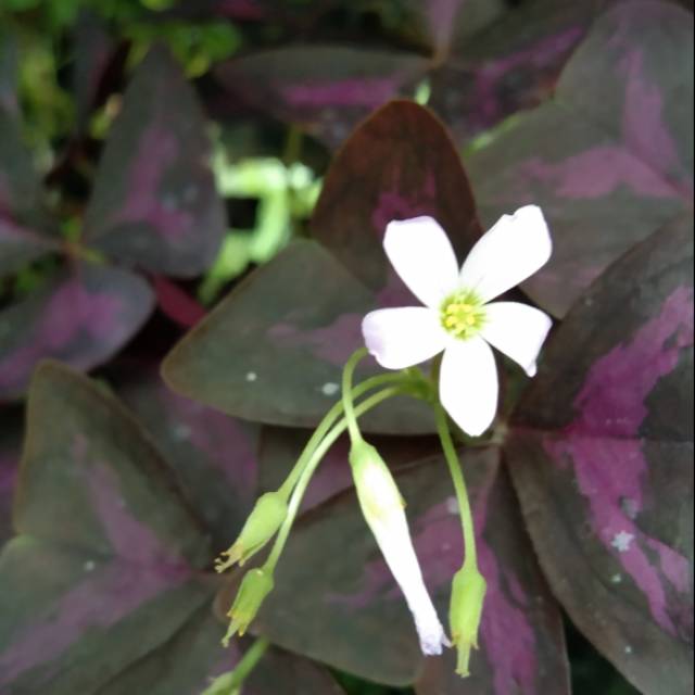 Tanaman hias Daun kupu kupu | bunga / benih tanaman / bibit pohon / bibit buah / bibit tanaman