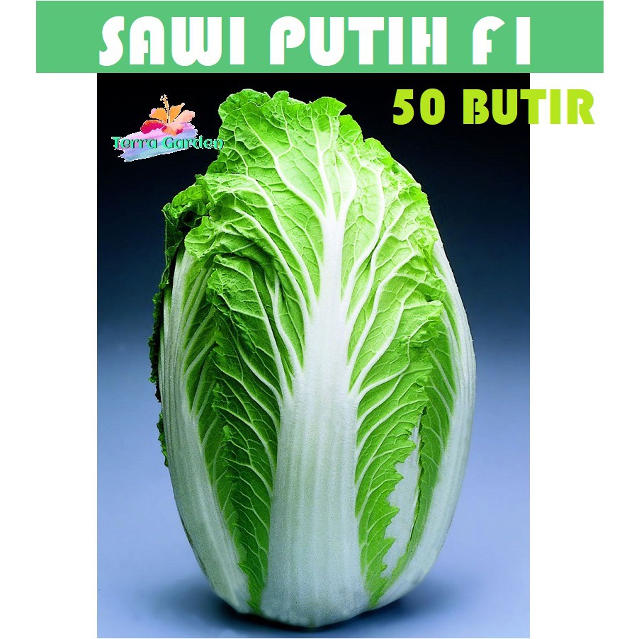 Bibit Benih Biji Pakchoy Pakchoi Green White Sawi Daging Bok choy Bokchoi Pokcoy Pokcay-Sawi Putih 50 butir