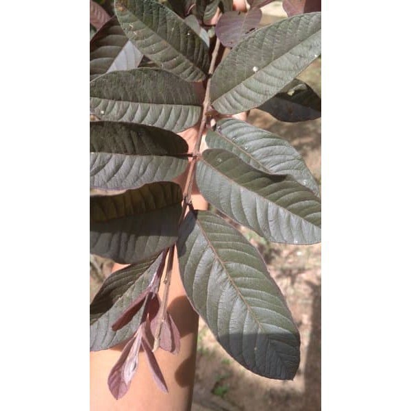 Jambu Biji Daun Merah - Daun Jambu Australia