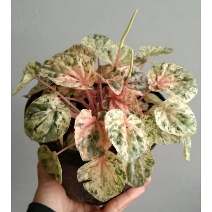 tanaman hias peperomia pink lady