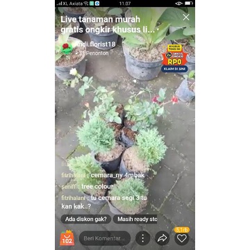 live kak fitrihalani mawar holand 4, cemara hijau 4