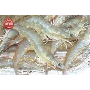 

Udang Vaname Segar / Size 90-100/1Kg