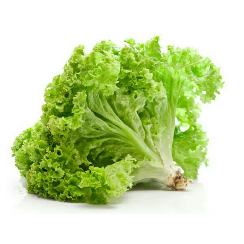 

selada keriting hijau/green curly 800g