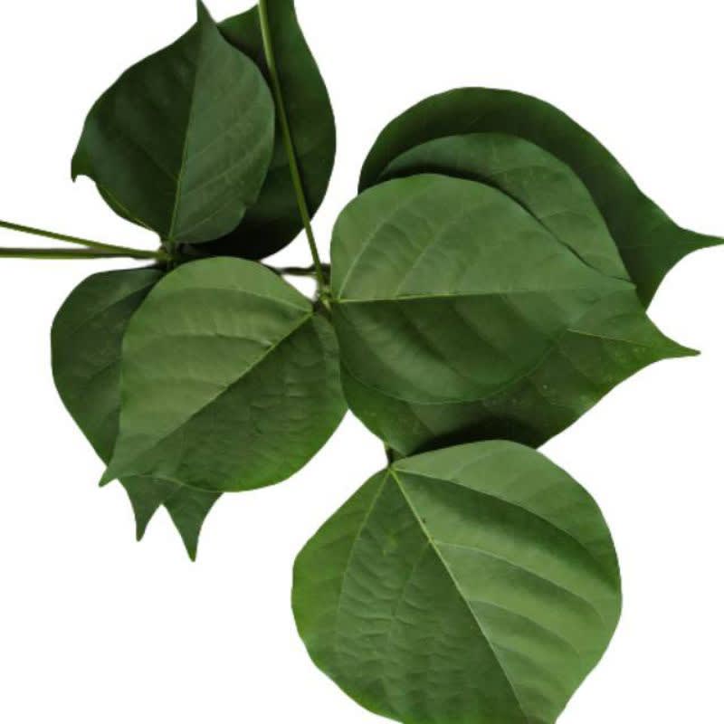 

daun dadap serep herbal 500g Hasil Kebun Sendiri