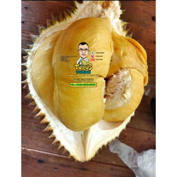 

Durian Bulat Utuh Fresh Kuning Mentega Best Seller 2kg
