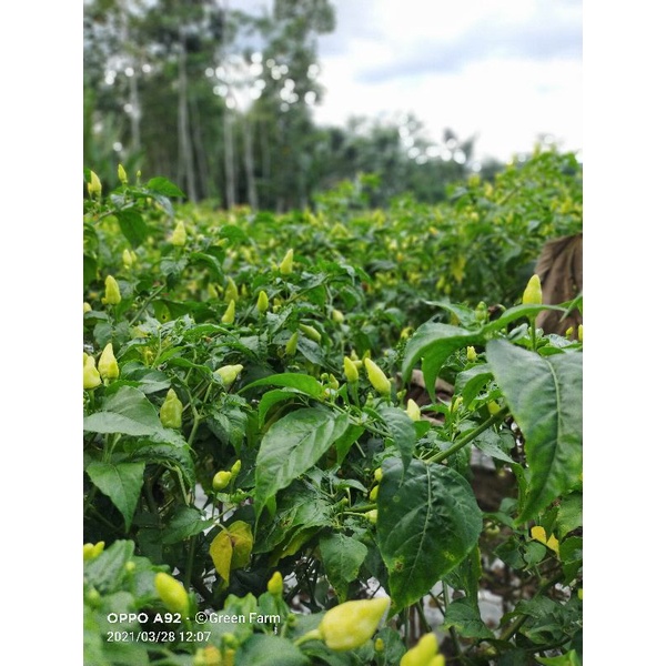 New Cabe Cabe Semprul Cabe prentul 10gr Orginal