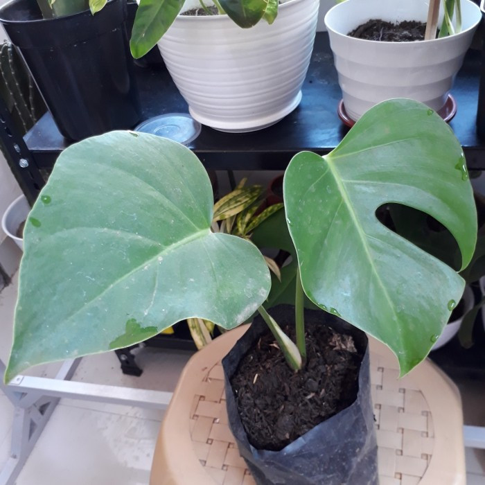 Monstera Borsigiana