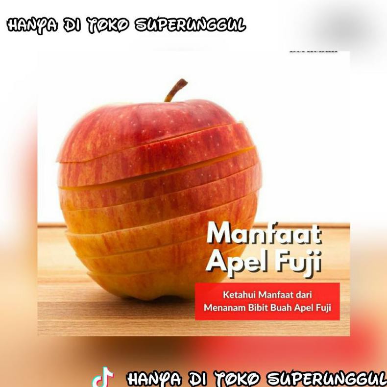Bibit Apel Fuji Murah Dan Terlaris