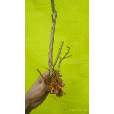 Bahan Bonsai sisir/kaliage