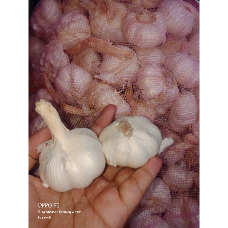 

bawangputihh 17.000