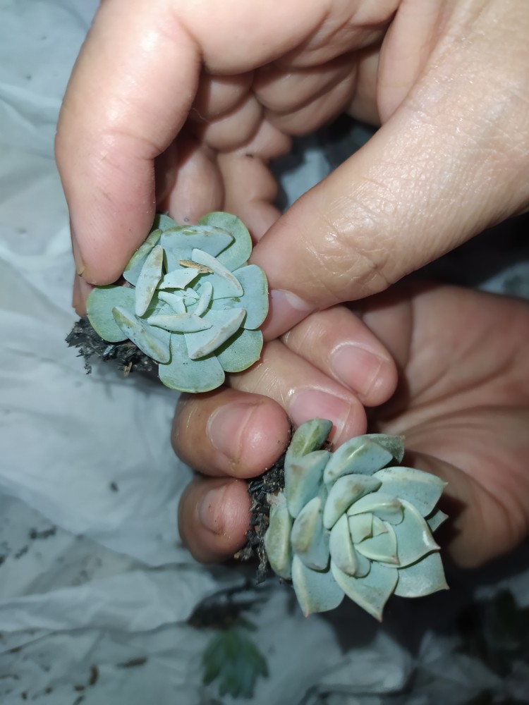 Sekulen Mini Isi 12 Pot