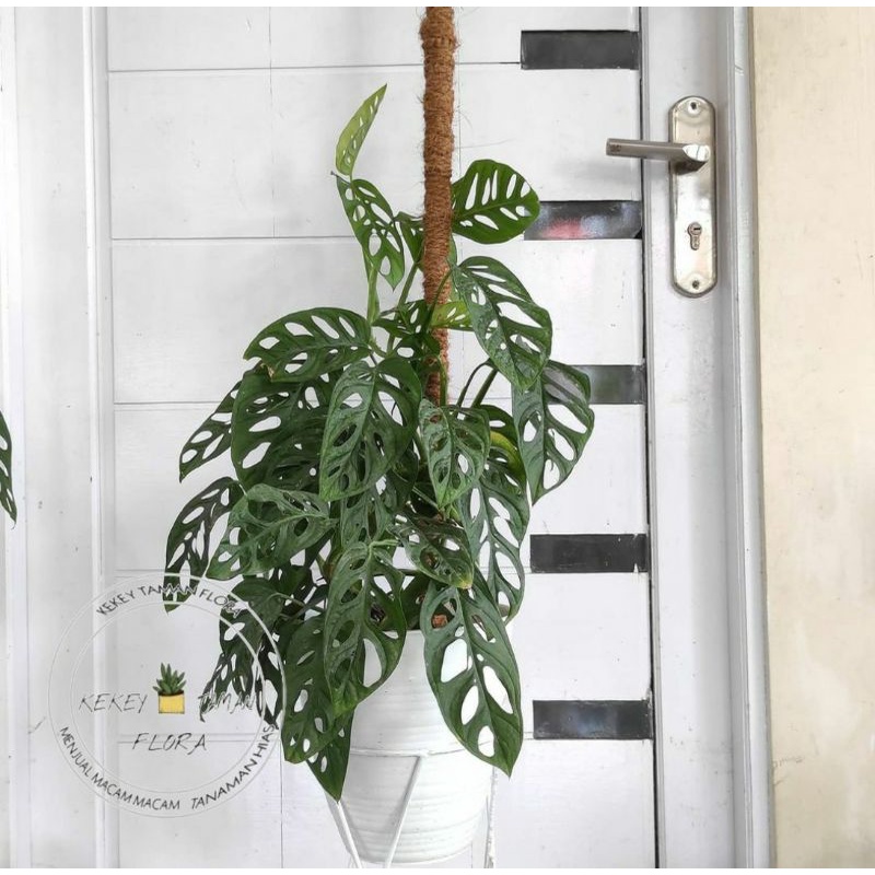 Tanaman Hias Monstera Janda Bolong  - Bunga Janda Bolong - Monstera Janda Bolong