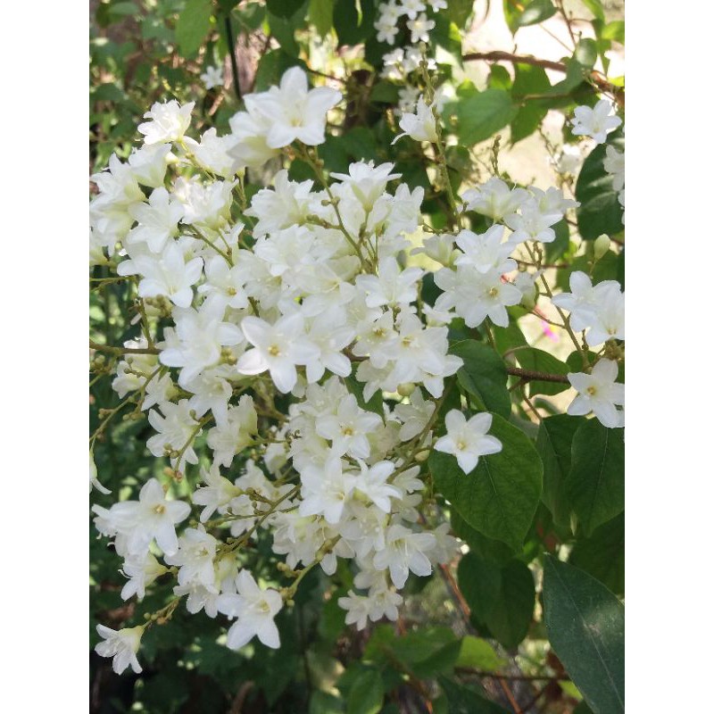 bibit bunga porana volubilis tanaman hias rambat favorit lebah/trigona