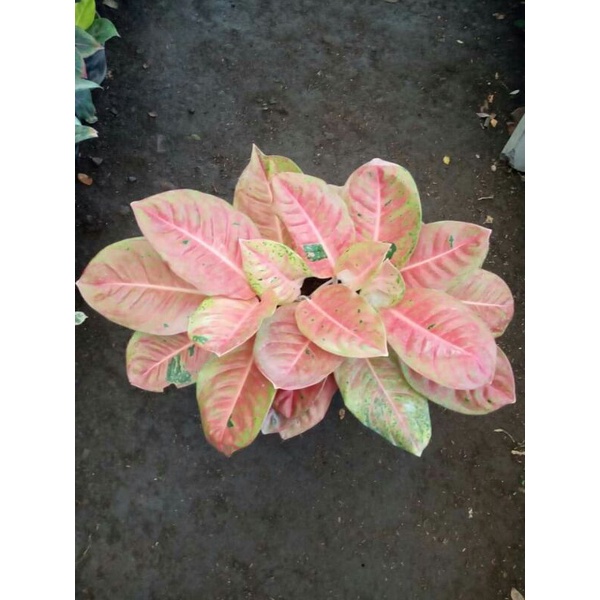 aglonema big roy mutasi pink/merah, size/ukuran remaja daun 5-7