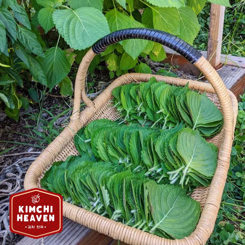 

RB Daun Perilla 200g / daun kkaenip / perilla leaf / daun bbq wrap korea / lalapan korea / sayur