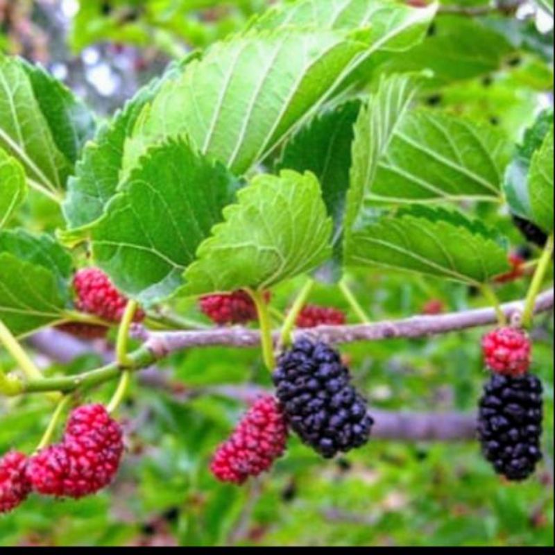 

Daun murbey segar