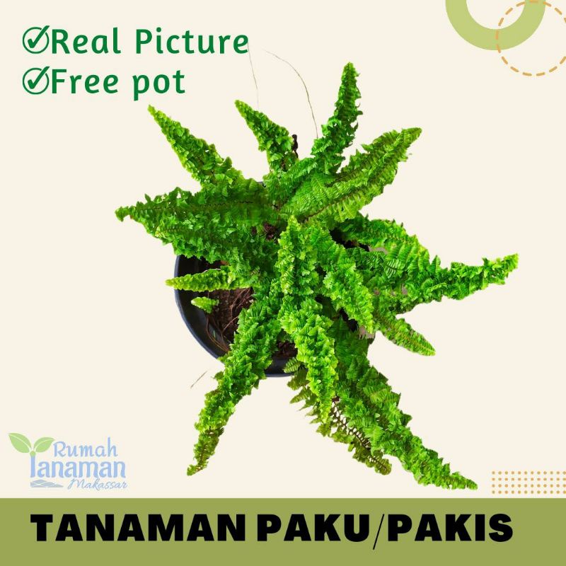 PAKIS | Tanaman Hias Paku-pakuan pakis pedang boston