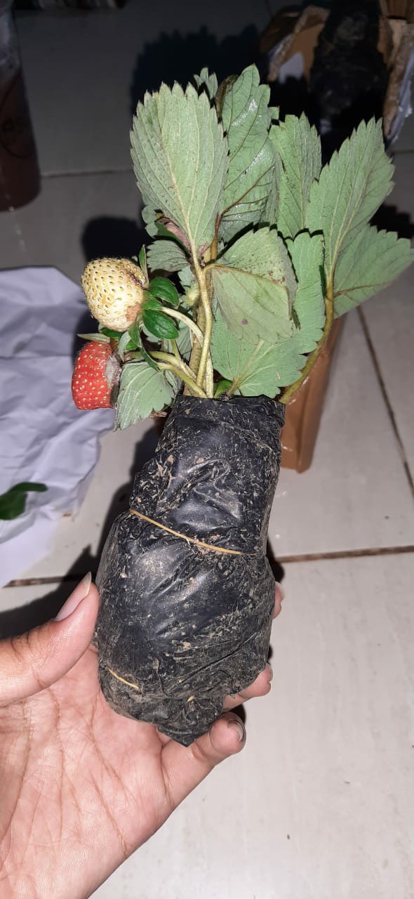 Tanaman Buah Strawberry Jumbo California Cod