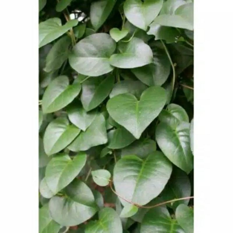 

Daun Binahong per lembar