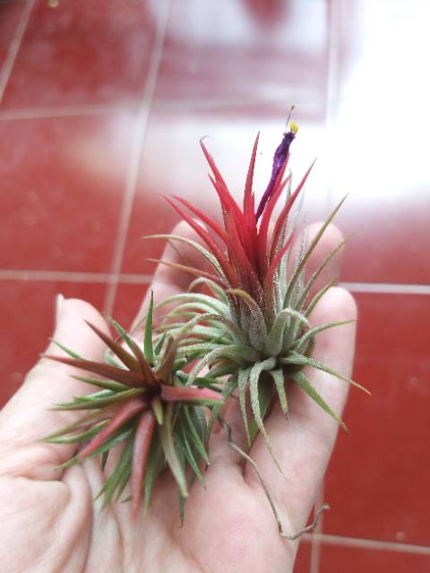 Tillandsia Rubra Druid Houston Fuego