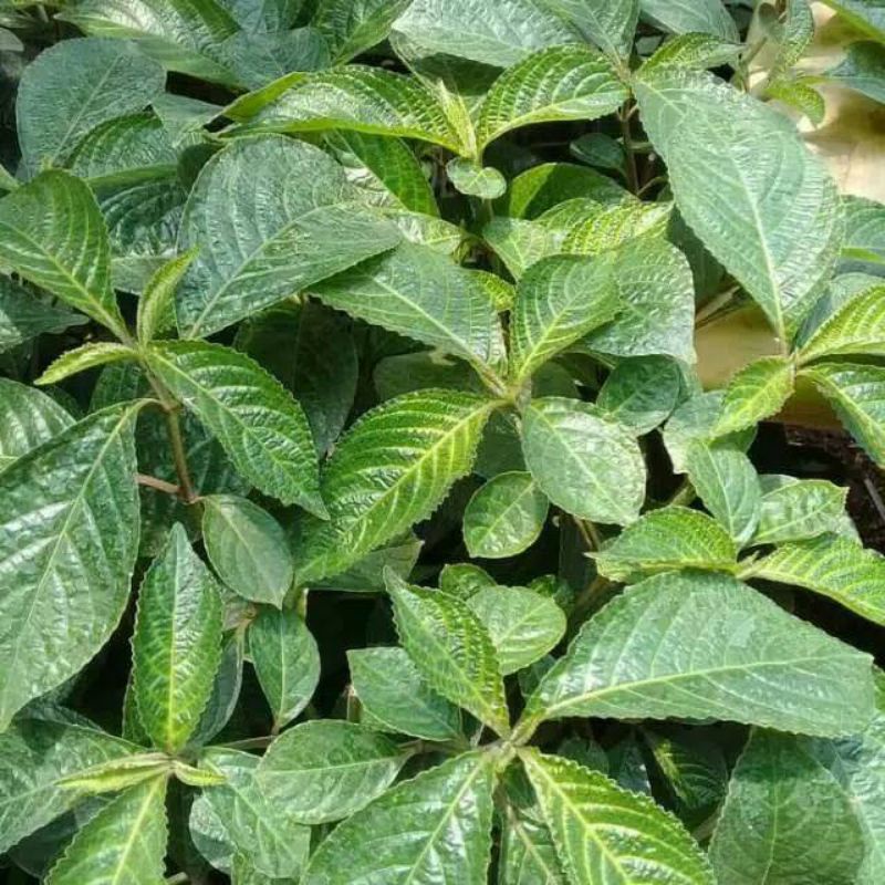 

10 LEMBAR KECI BELING - DAUN KEJI BELING /PECAH BELING DAUN KEJI BELING