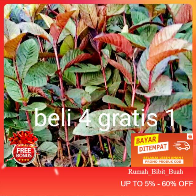 Bibit Jambu biji australia