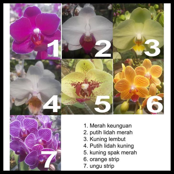 Bibit Anggrek Bulan Mini (Dewasa Siap Berbunga)