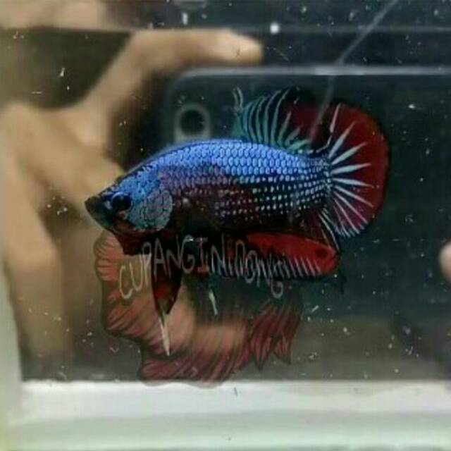 Cupang Jantan Plakat Green Samurai