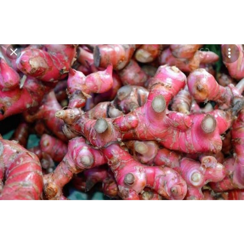 Bibit Jahe Merah Unggul