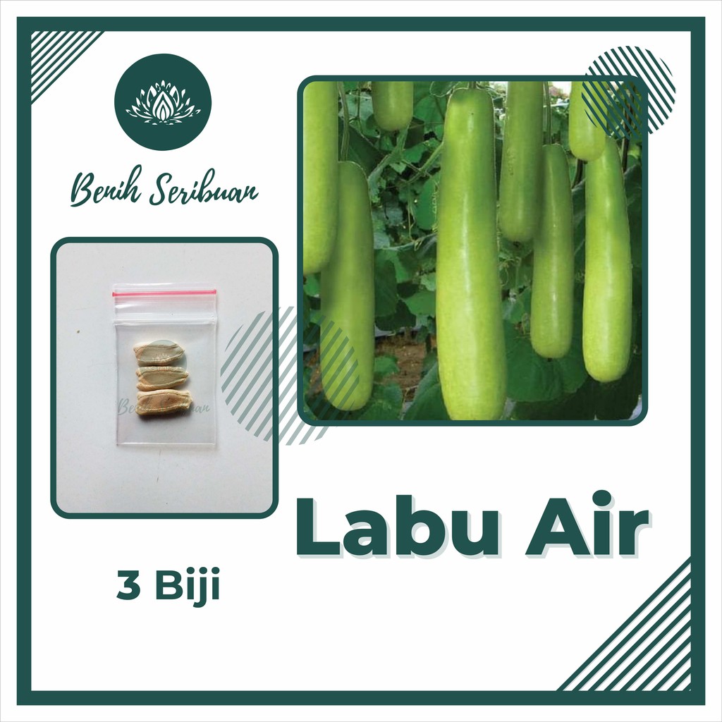 3 Benih Labu Air Panjang Balistik Super Bibit Sayuran Unggul Bintang Asia Tanaman Sayur Berkualitas