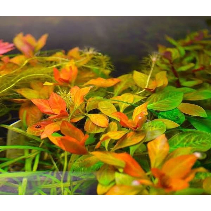 Paket Dutch Style  ( Tanaman Aquascape Tumbuhan Air Hidup Hiasan Dekorasi Pohon Rumput Aquarium )