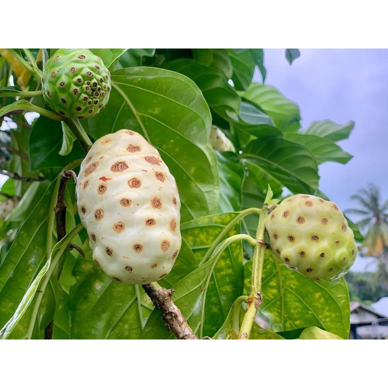 

BUAH MENGKUDU/PACE