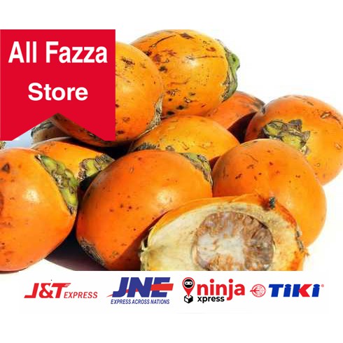 

Buah Pinang Jambe Jebug Tua segar 1 kg obat herbal terbaik al fazza store