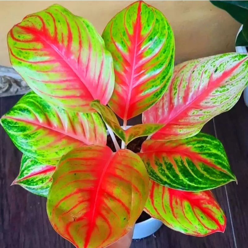 Aglonema Andini / bibit bunga / bunga hidup / tanaman / tanaman bunga / bunga hiasan /bunga aglonema