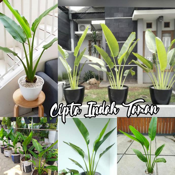 Tanaman Hias Pisang Kipas | Bibit Pisang Kipas | Pisang Kipas Mini