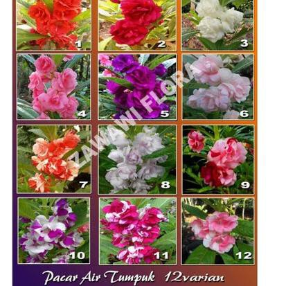 

Diskon19% Pacar Air Tumpuk Mix 12 varian 40 biji fresh