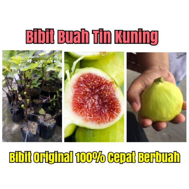 Bibit Buah Tin Kuning