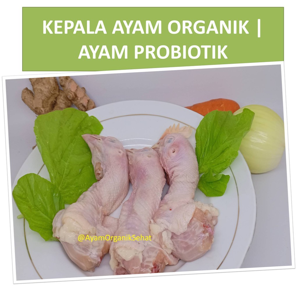 

Kepala Ayam Organik | Ayam Probiotik