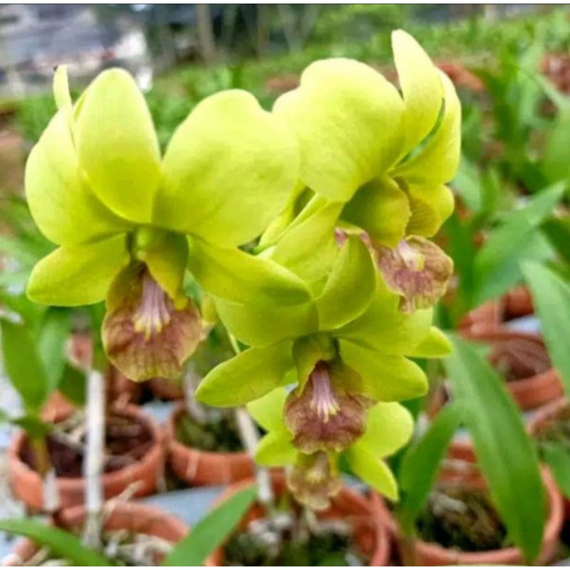 Anggrek Dendrobium Anucha Flayer Dewasa / Pohon anggrek Bunga Hijau Spike
