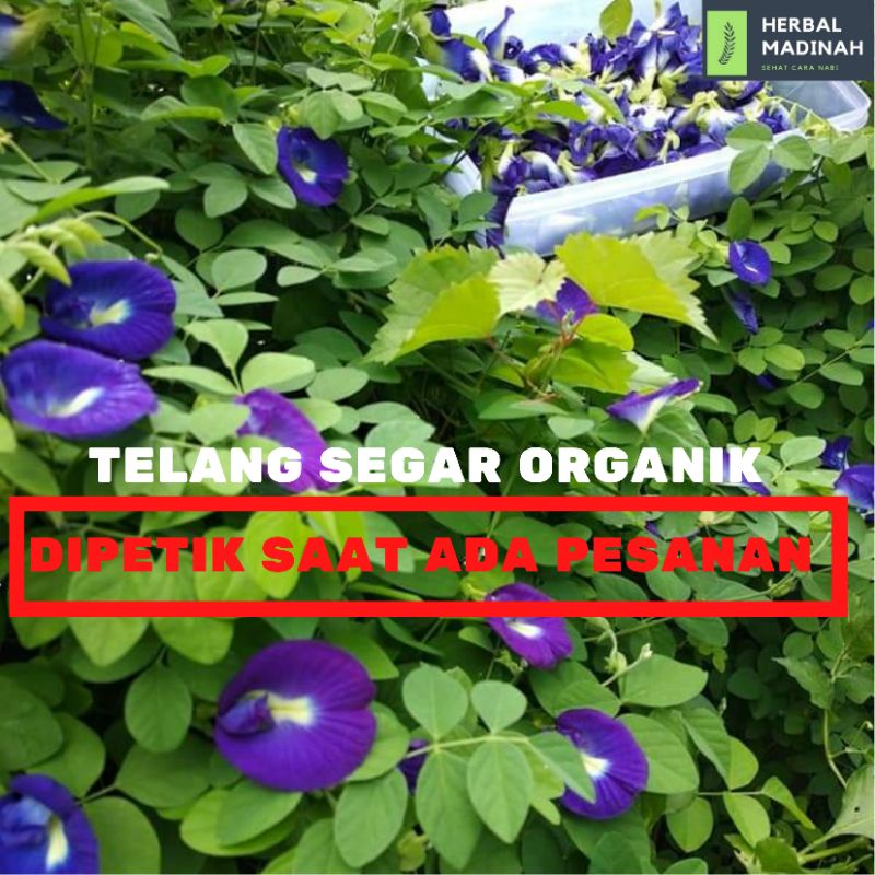 

Bunga telang biru organik segar/butterfly pea herbal alami baru petik saat ada pesanan