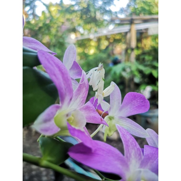 orchid mantis