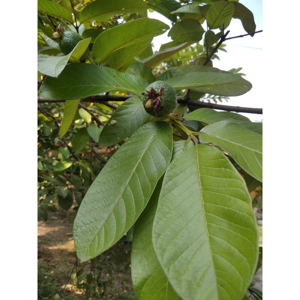 

Daun Jambu Biji Segar (Garansi uang Kembali)