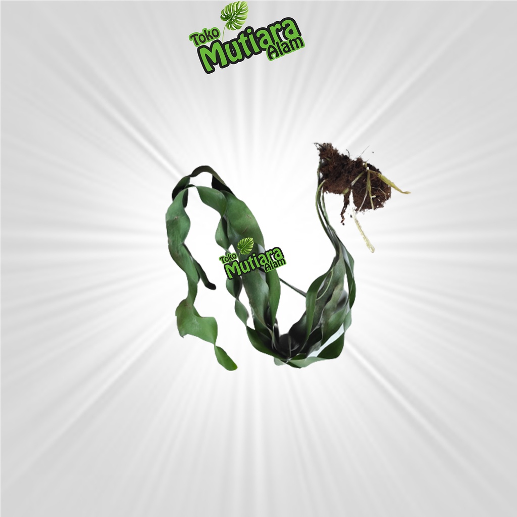RUMPAI KUMPAI DASI TANAMAN HIAS GANTUNG mutiara alam
